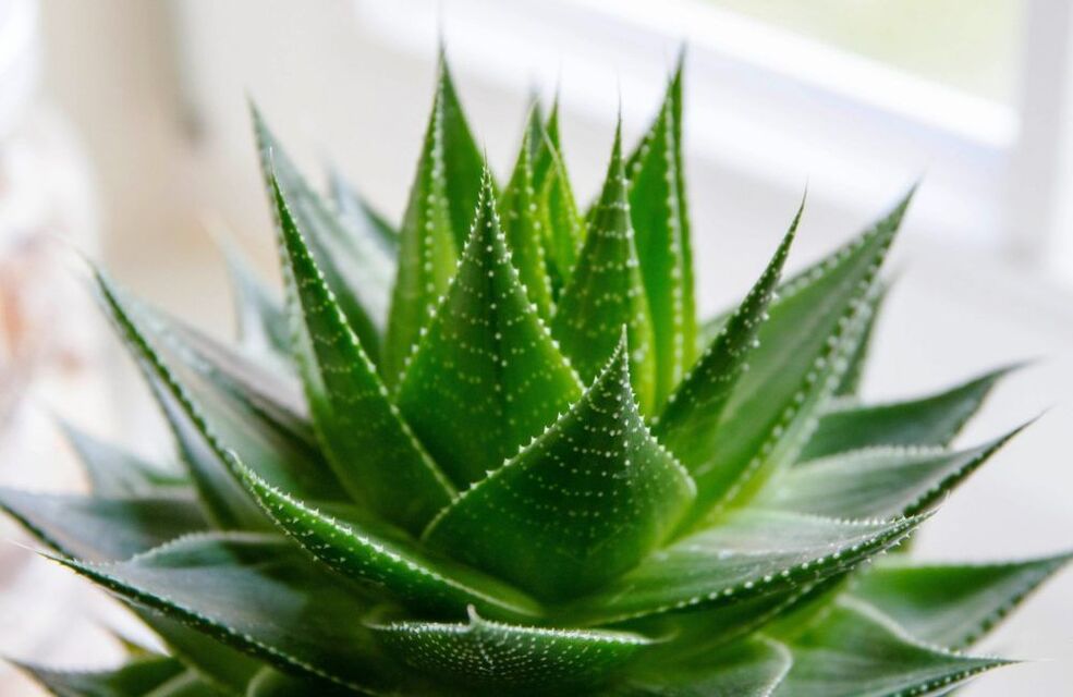 aloe pentru marirea penisului