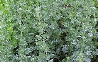 Sagebrush